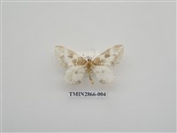 藏品(尺蛾592)的圖片